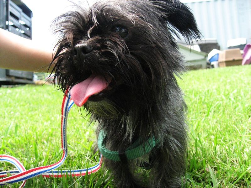 24 Tiny Dog Breeds Weighing Under 5 Pounds – Small in Size, Big in Personality 10 Affenpinscher