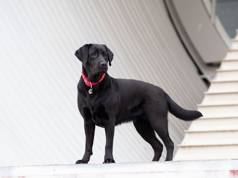 Food isn't the only reward that keeps these responsive dog breeds engaged 12 Labrador Retriever