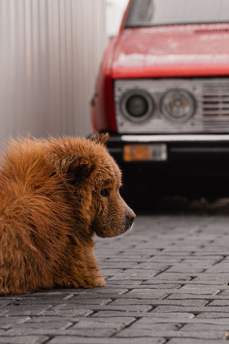 No constant cuddling, no dramatic greetings - Yet these dogs can be among the most devoted companions 6 Chow Chow