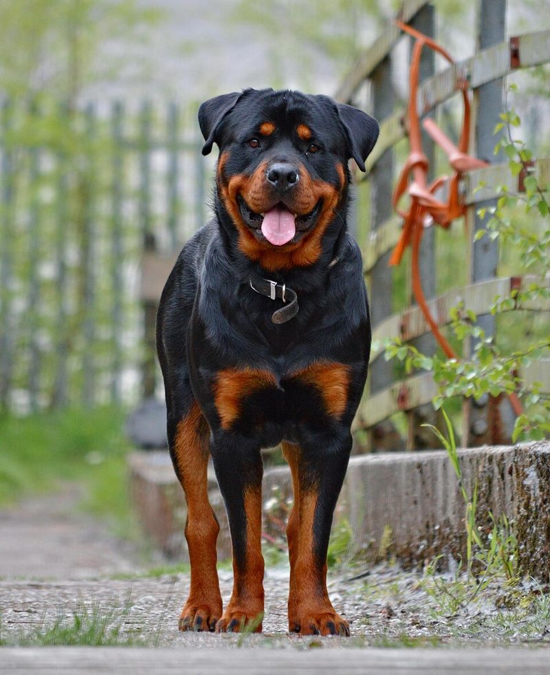 10 dog breeds that require careful handling due to potential aggression toward owners 5 Rottweiler