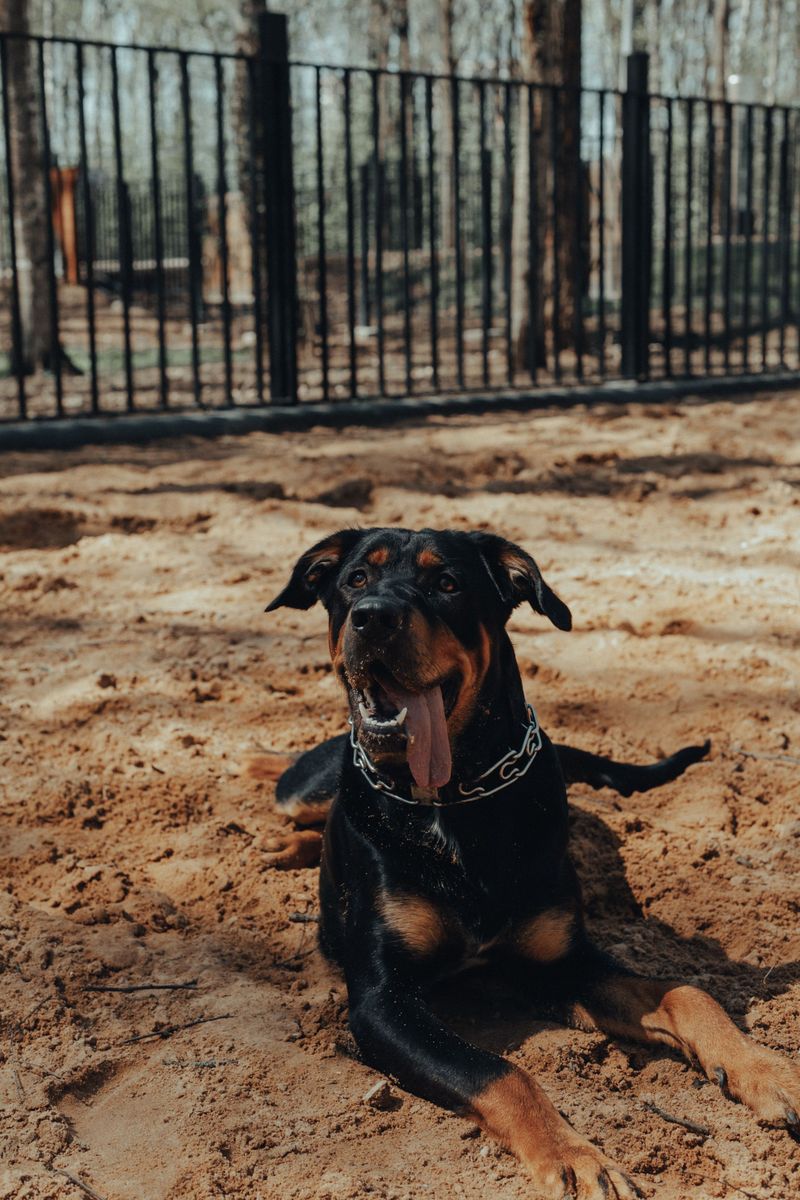 Doberman Pinscher