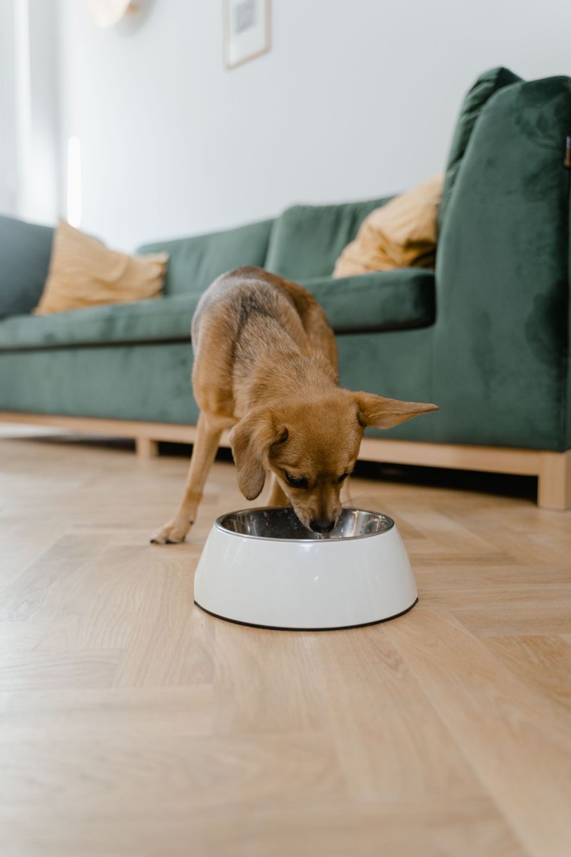 These 10 everyday mistakes can quietly turn into long-term digestive issues 9 Letting dogs eat too quickly