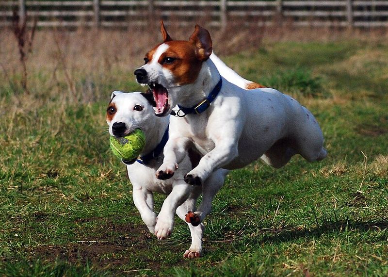 13 dogs that patrol your yard like pest-control experts 2 Jack Russell Terrier