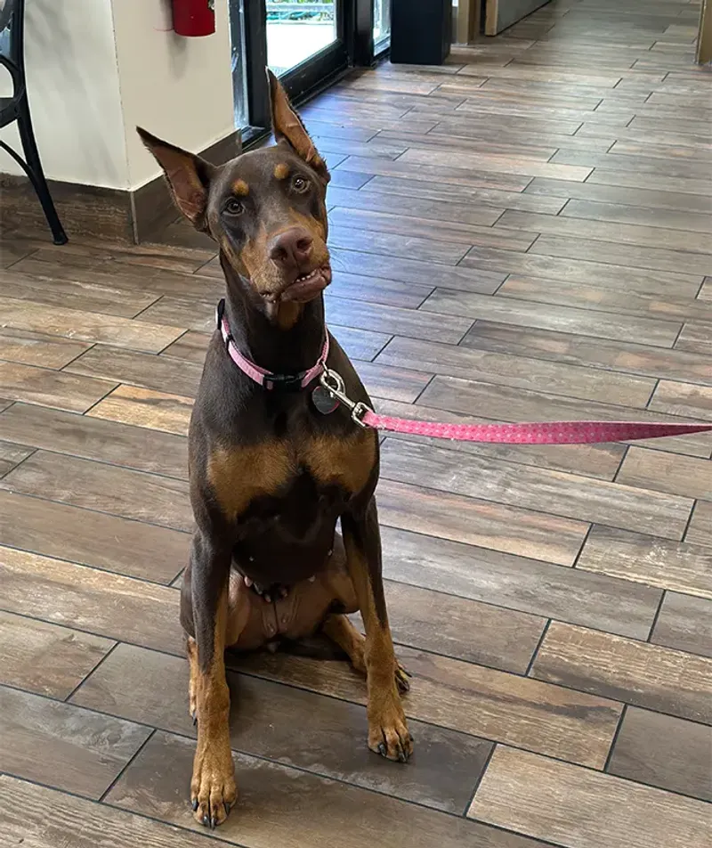 16 dog breeds that stay sweet indoors but switch on guard mode instantly 4 Doberman Pinscher