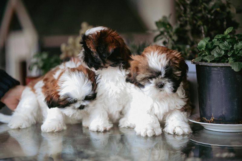Shih Tzu