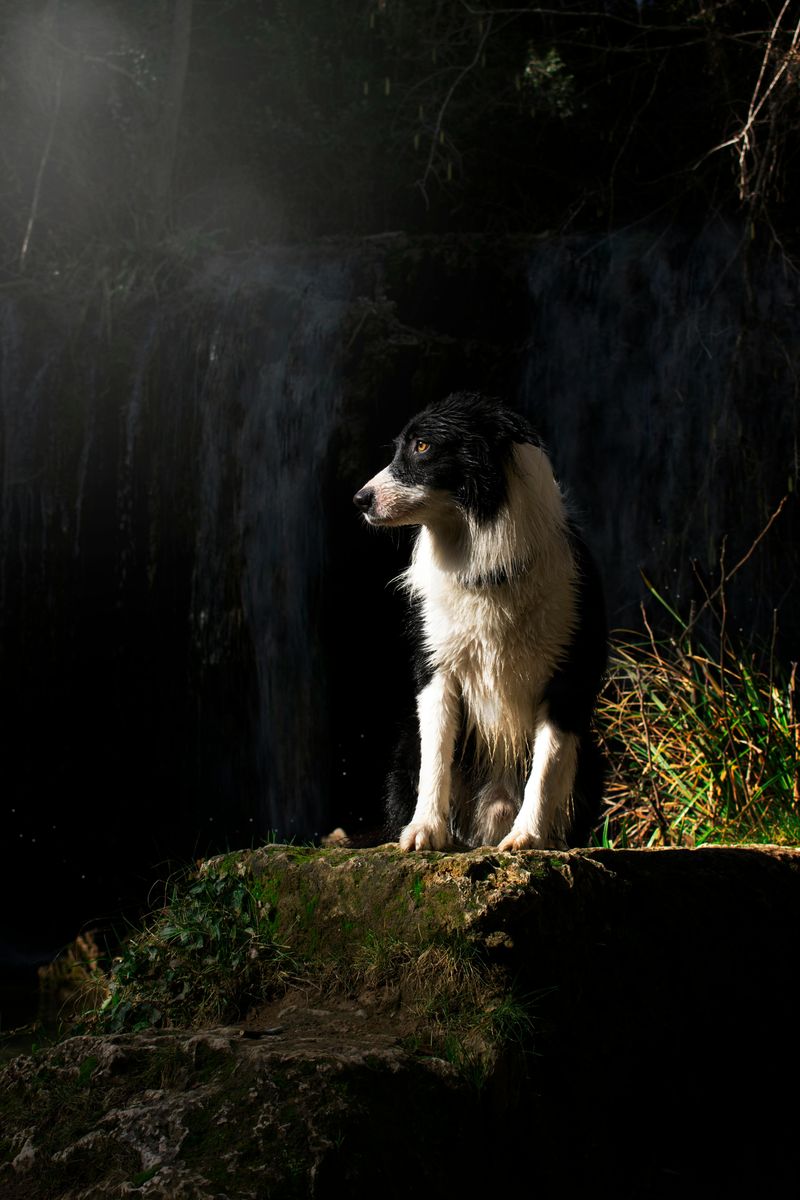 Border Collie