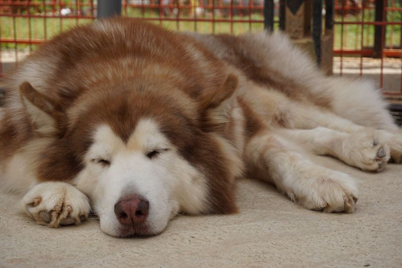 The rehoming story often starts long before the dog leaves - With expectations that were never realistic 11 Alaskan Malamute - Muscle built for miles
