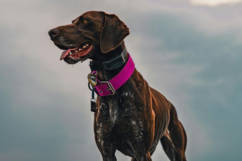 German Shorthaired Pointer