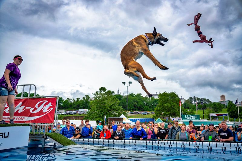 Canine Sports like Flyball or Dock Diving