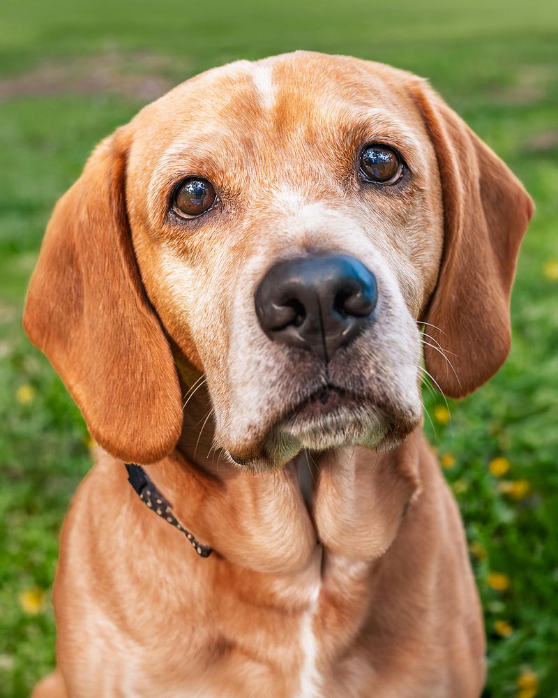 27 Gentle Dog Breeds Perfect for Learning the Joys of Dog Ownership 9 Beagle