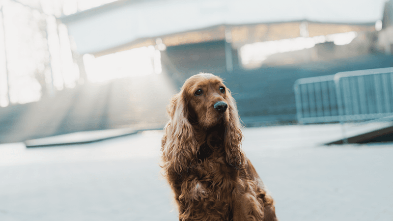 You don't always need to explain a bad day - these dog breeds may notice the change before anyone else 7 English Cocker Spaniel