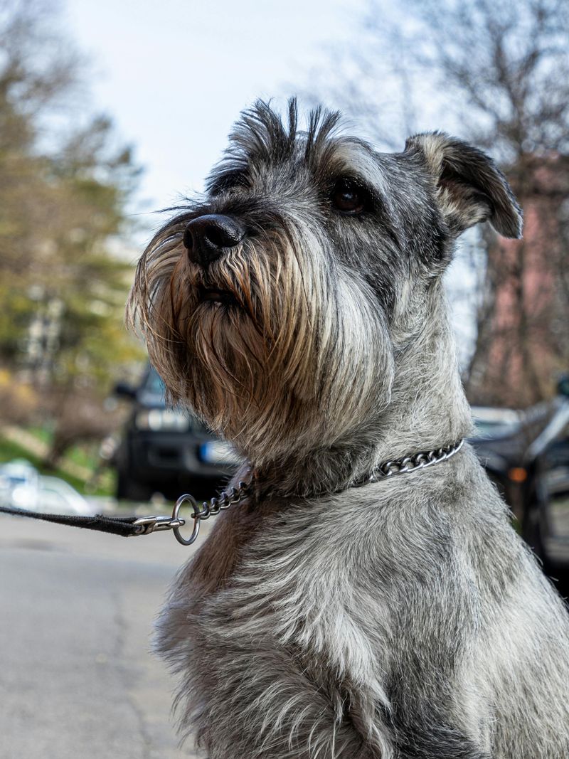 14 Dog Breeds Remarkably Known for Their Human-Like Behaviors 15 Standard Schnauzer