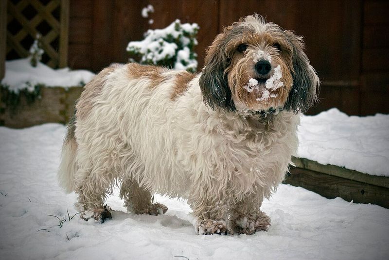 Petit Basset Griffon Vendéen