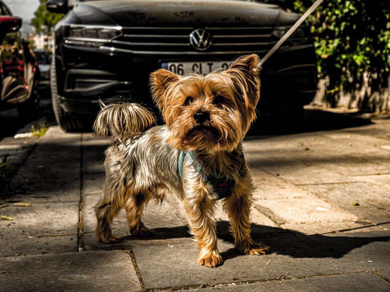 You don't necessarily choose to become their favorite - these dog breeds can make that decision themselves 8 Yorkshire Terrier
