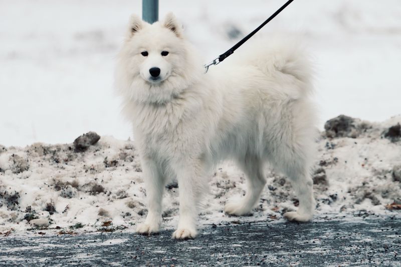These dog breeds often treat freezing temperatures like the perfect playground 4 Samoyed