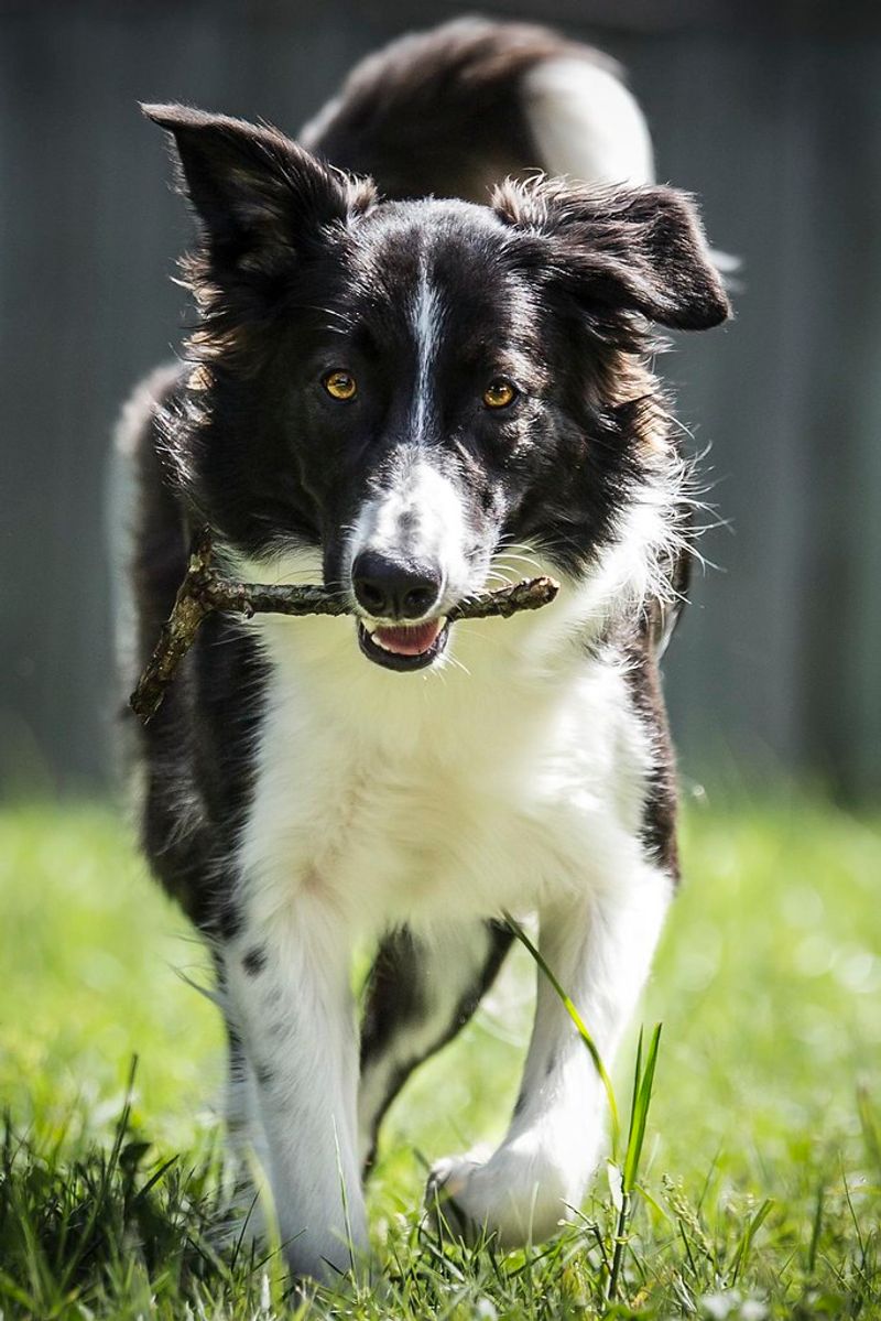 When rain keeps everyone inside, these active dogs still need something meaningful to do 2 Border Collie