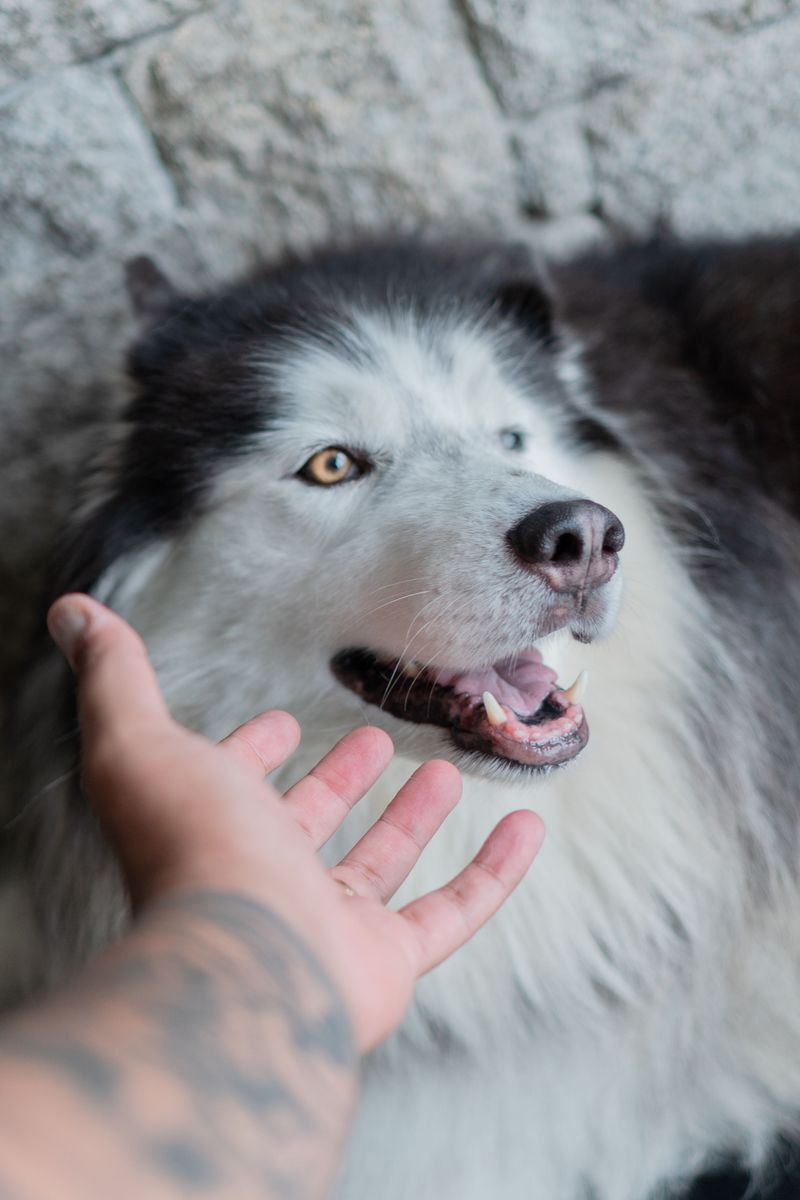 11 dog breeds admired across continents - plus 3 breeds becoming international favorites 8 Siberian Husky