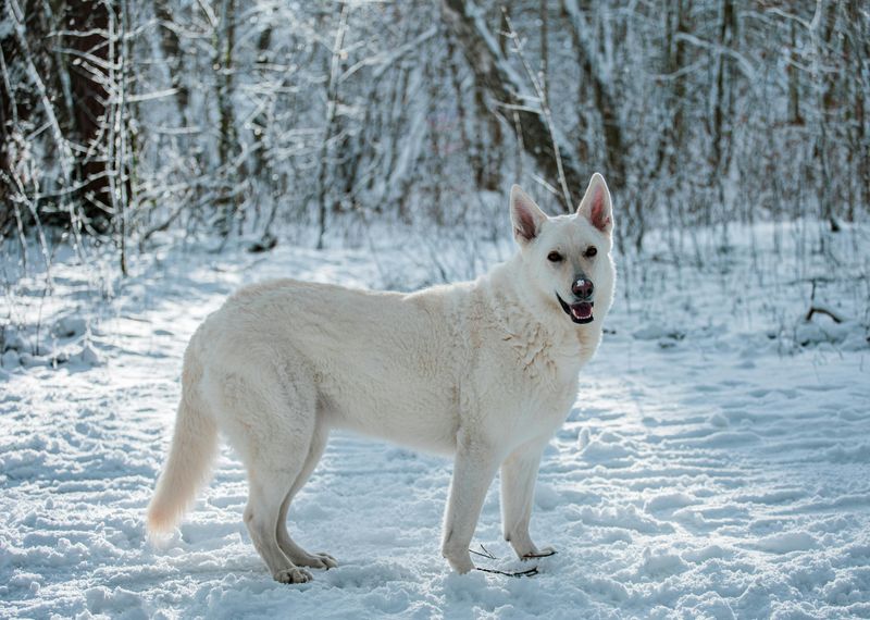 White Swiss Shepherd