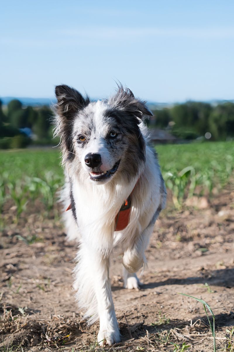 These clever dogs often catch on quickly - As long as the rules don't keep changing 5 Border Collie - Speedy learner who craves clarity