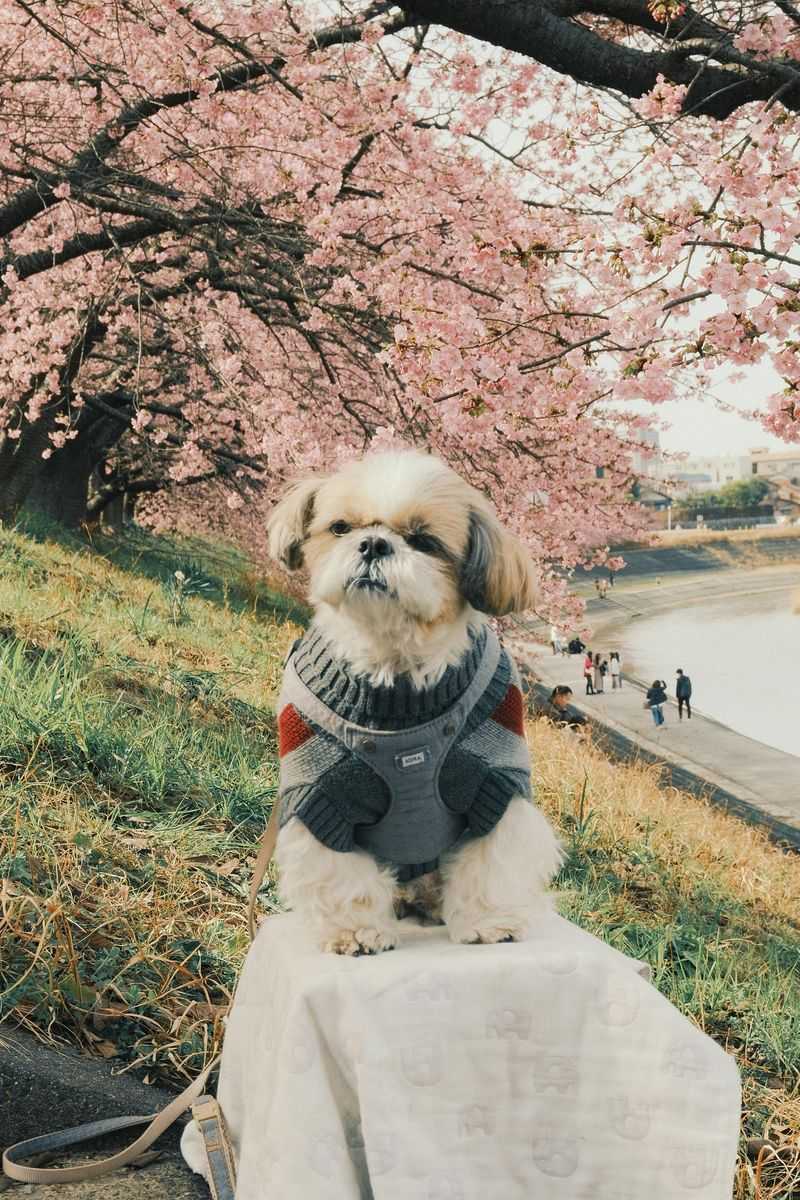 13 tiny companion dogs people instantly fall emotionally attached to 5 Shih Tzu