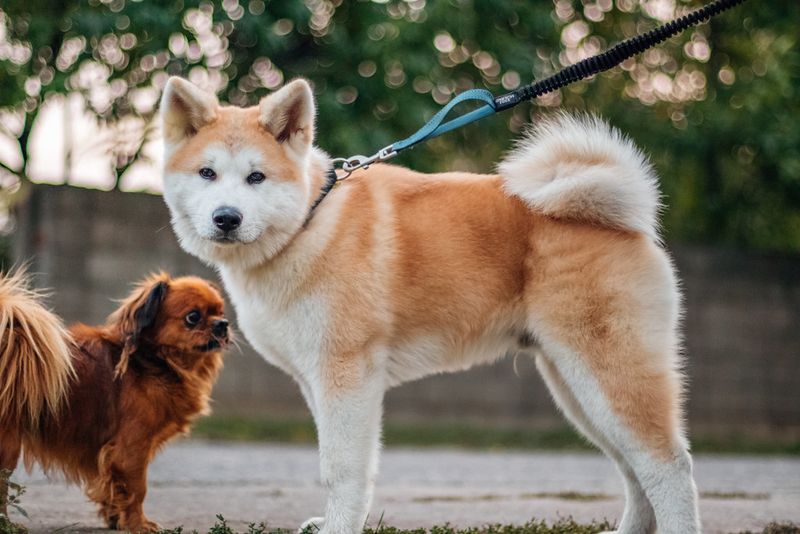 These dogs can be incredible in the right hands - And a nightmare in the wrong situation 6 Akita