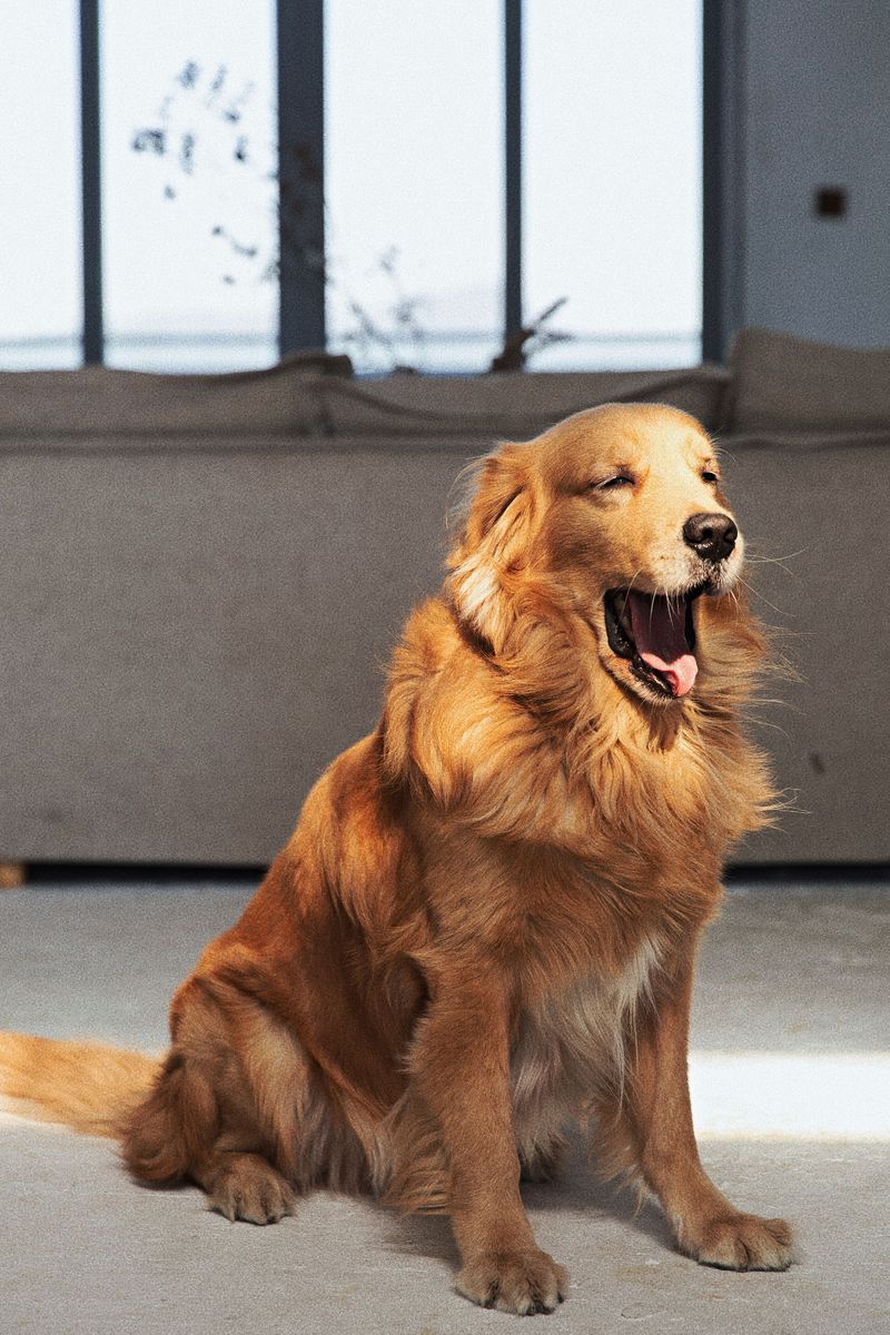 Not every easy dog fits every home – These 10 prove why, plus 4 outstanding alternatives 3 Golden Retriever