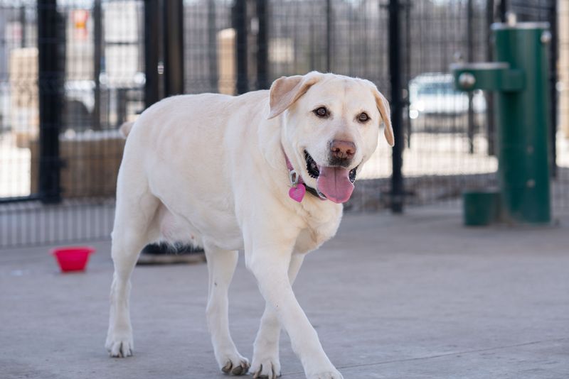 12 dogs that form incredibly close attachments - plus 3 that wait patiently for you 3 Labrador Retriever