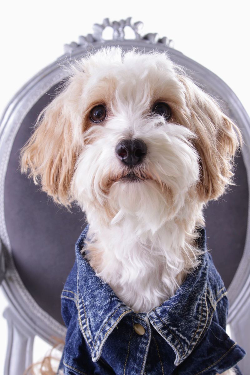 Some dog breeds leave such a lasting impression that every future companion has big shoes to fill 11 Havanese