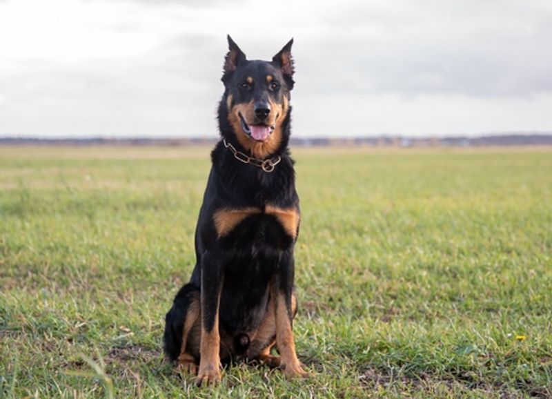Beauceron
