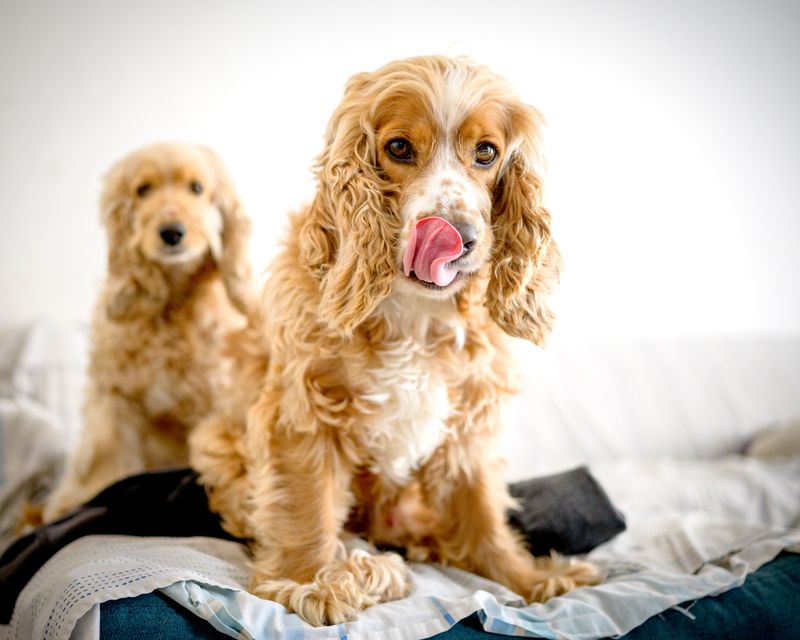 The purchase price is only the beginning - these dog breeds can demand serious time and maintenance 10 Cocker Spaniel
