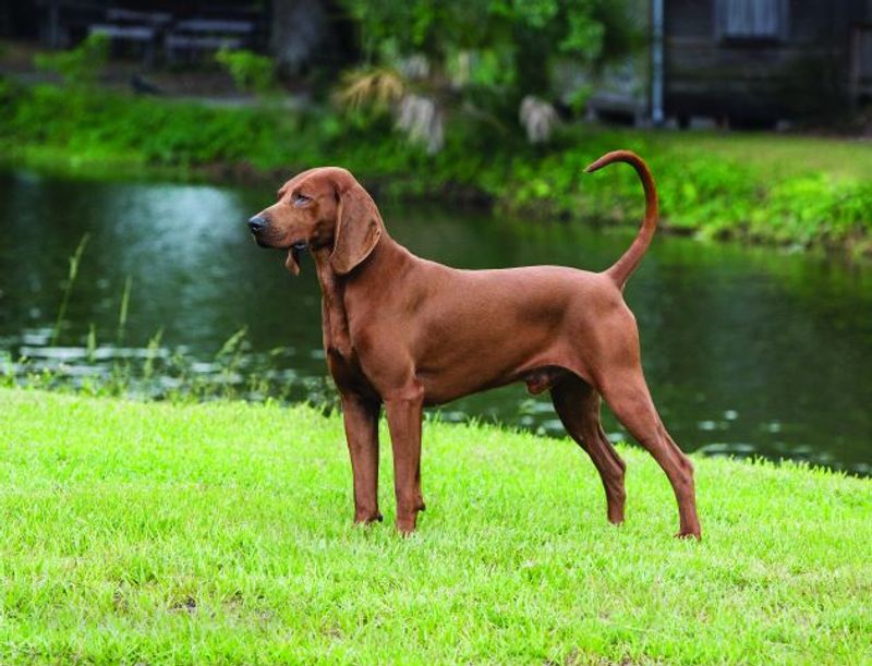 15 dog breeds that shelter volunteers say are sweet but get passed over 5 Redbone Coonhound