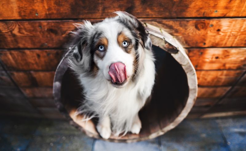 These 10 dog breeds often struggle in ordinary homes - plus 4 that look easier than they are 11 Australian Shepherd