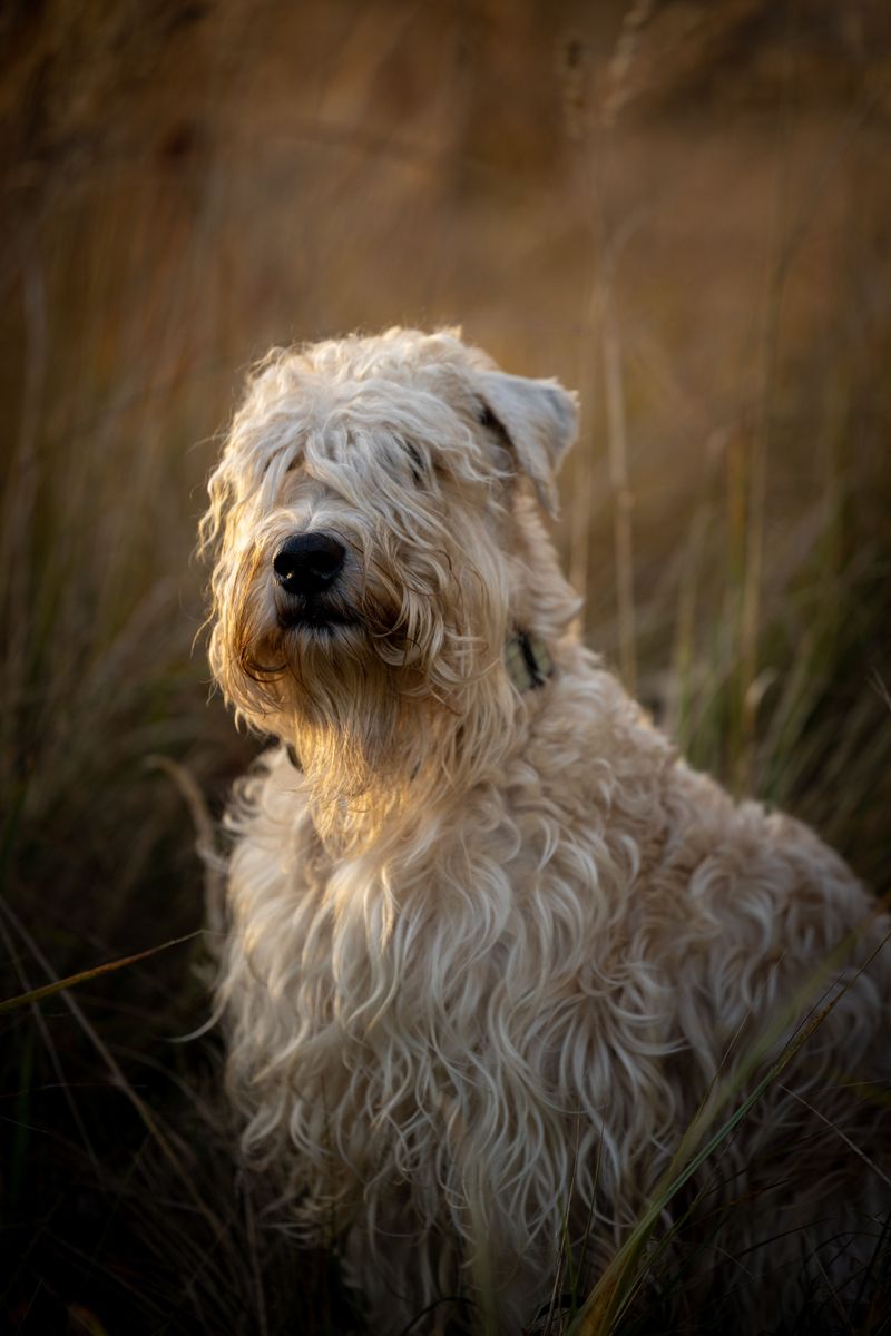 When nobody has hours to waste every day, these dog breeds start making a lot more sense 13 Soft Coated Wheaten Terrier