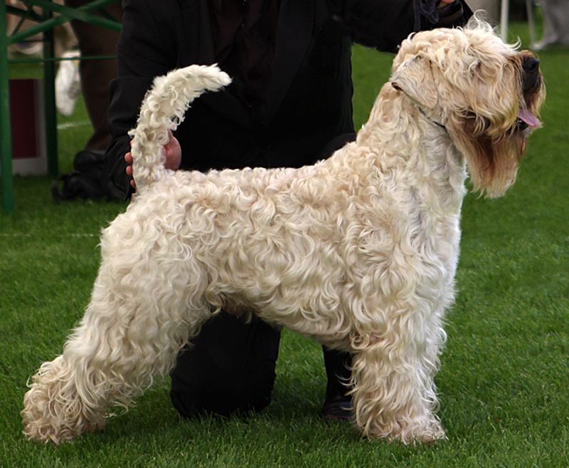 These dogs don't just live with families - They have a habit of becoming part of how families spend time together 10 Soft Coated Wheaten Terrier