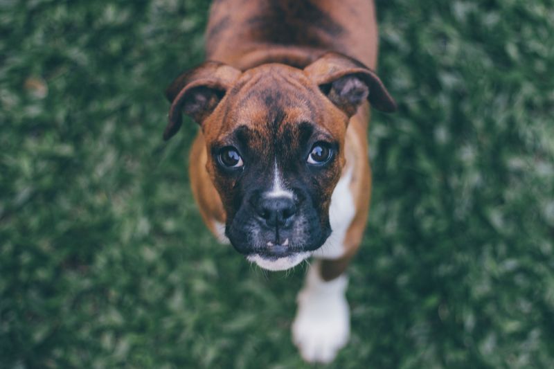 These dog breeds can steal your heart quickly - understanding their emotional needs takes a little longer 8 Boxer