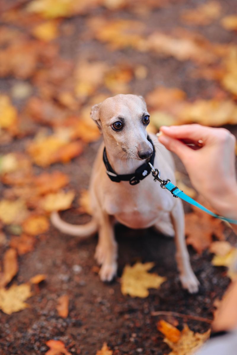 Whippet