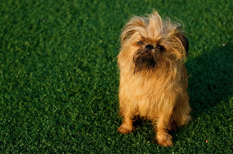 24 Tiny Dog Breeds Weighing Under 5 Pounds – Small in Size, Big in Personality 8 Brussels Griffon