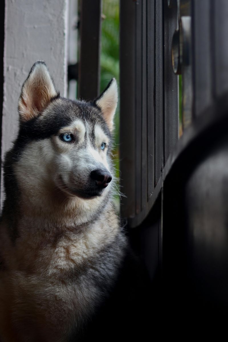13 adorable dog breeds people underestimate until control becomes a real problem 2 Siberian Husky