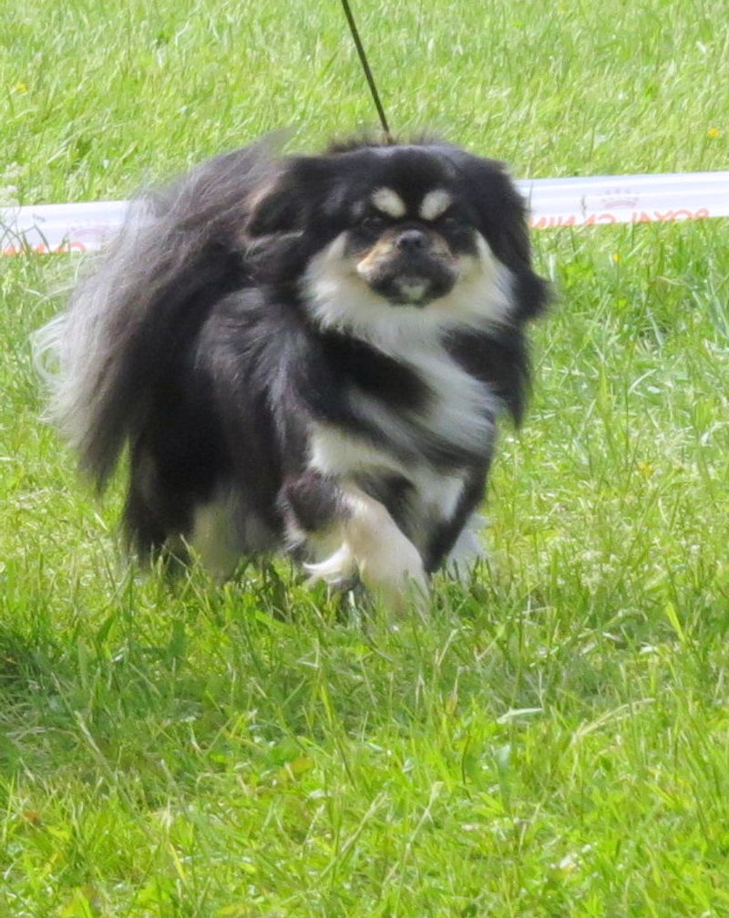The best companion isn't always the most exciting - and these dog breeds prove it 10 Tibetan Spaniel
