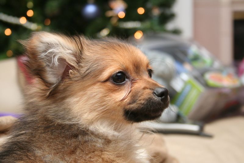 25 Popular Doodle Dog Breeds Gaining Attention in 2025 24 Pomapoo