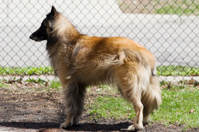 Belgian Tervuren
