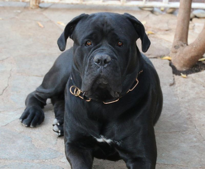 25 Fearless Dog Breeds That Take Home Security Seriously 5 Cane Corso