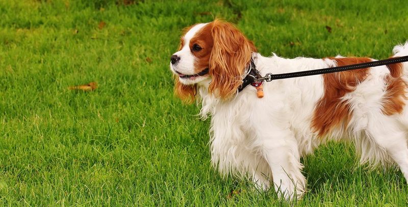 Cavalier King Charles Spaniel