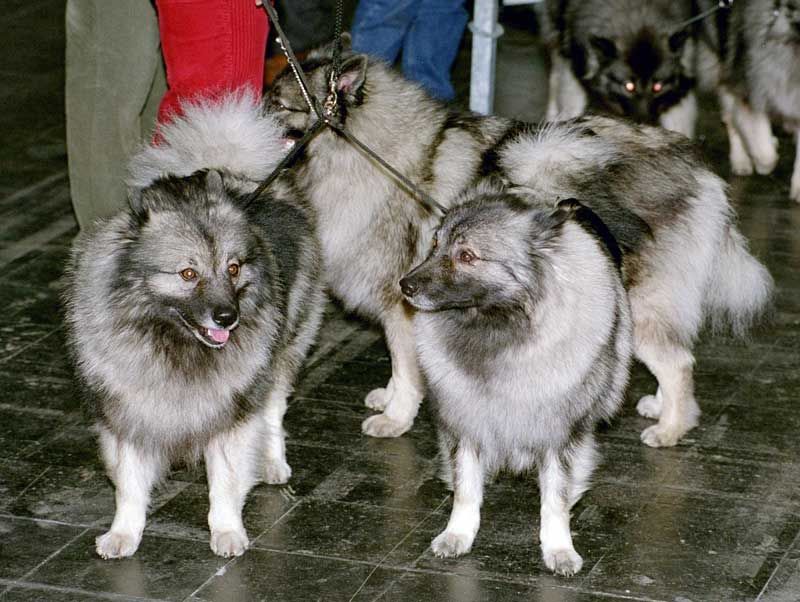 Keeshond