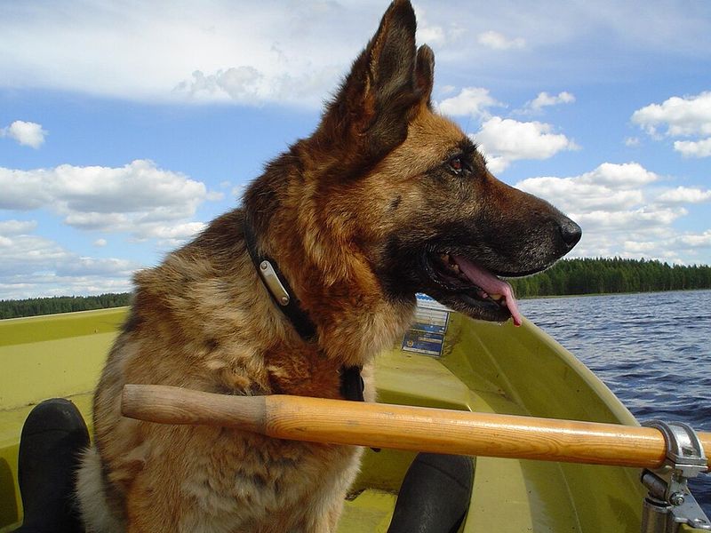 German Shepherd