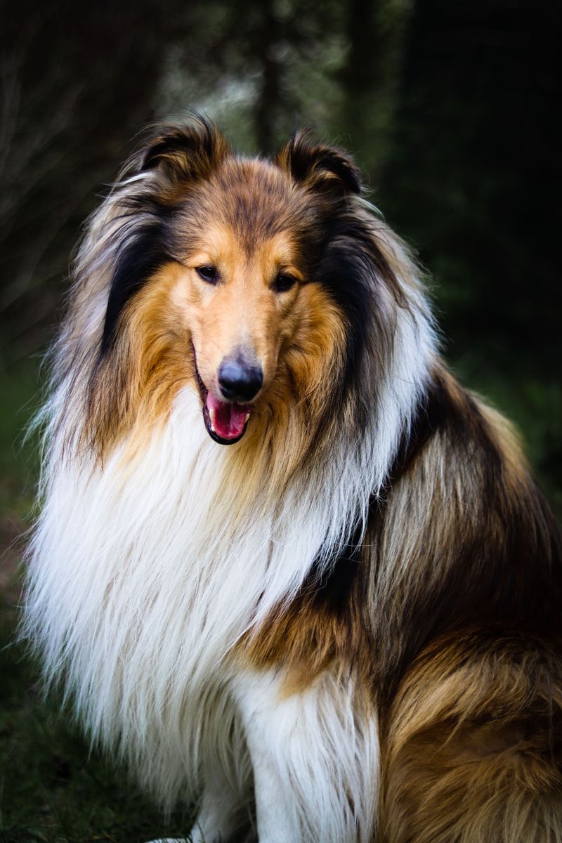 Collie
