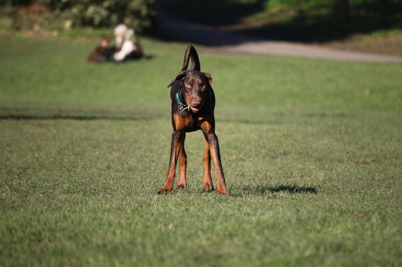 Doberman Pinscher