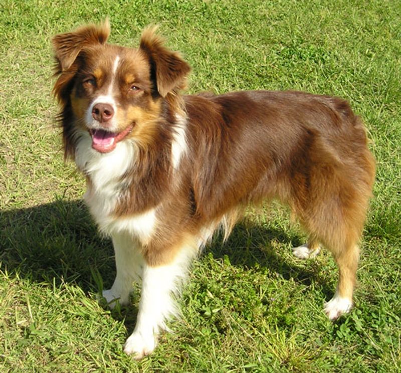 Australian Shepherd