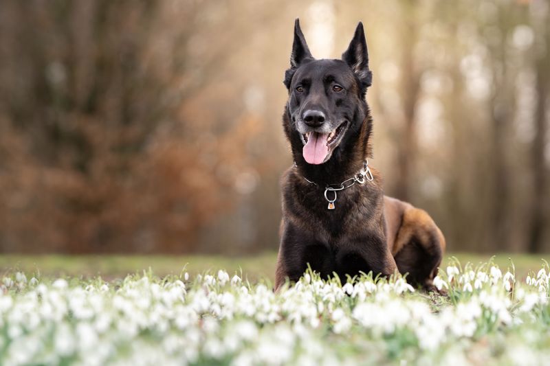Belgian Malinois