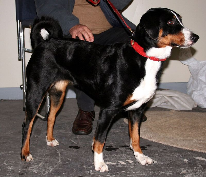 Appenzeller Mountain Dog